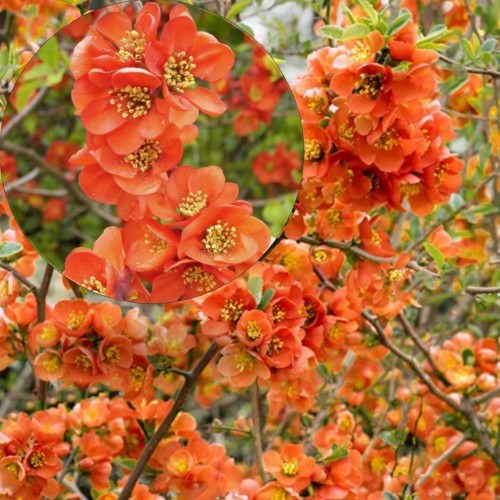 Chaenomeles superba 'Orange Trail' - Kaunis ebaküdoonia 'Orange Trail' C2/2L